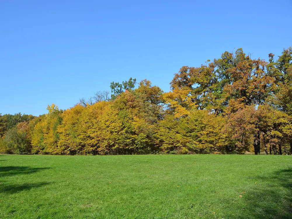 Goldene Herbstbäume im Maksimir-Park